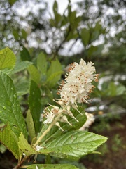 Clethra alnifolia