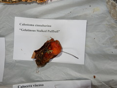 Calostoma