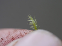 Mniodendron colensoi