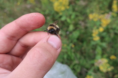 Bombus sporadicus