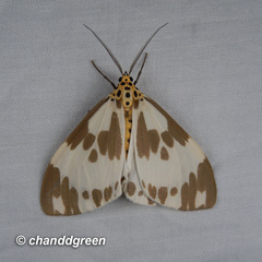 Nyctemera carissima