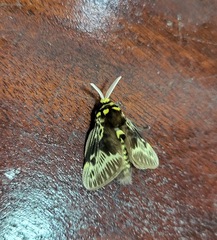 Megalopyge albicollis superba