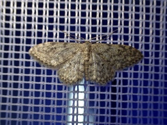 Idaea typicata