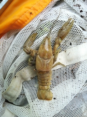 Austropotamobius fulcisianus