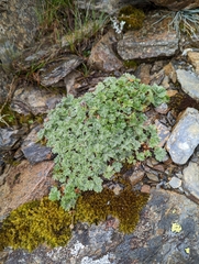 Potentilla matsumurae