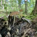 Pluteus pallidus - Photo (c) Alfredo Justo, some rights reserved (CC BY-NC), uploaded by Alfredo Justo
