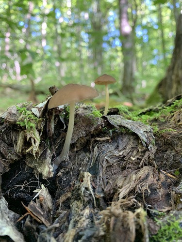 Pluteus phlebophorus in life