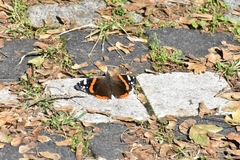 Vanessa atalanta
