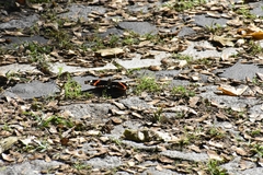 Vanessa atalanta