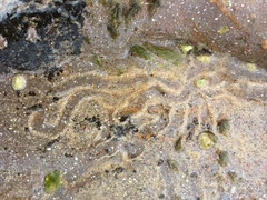 Siphonaria zelandica