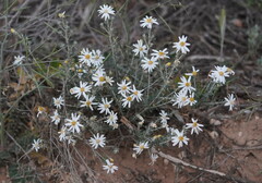 Olearia pimeleoides