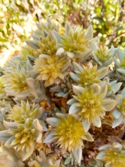 Ptilotus helichrysoides