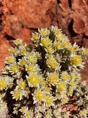 Ptilotus helichrysoides