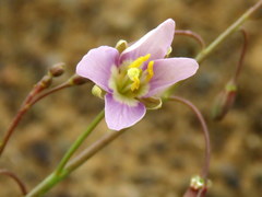 Heliophila minima