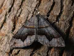 Scotopteryx moeniata