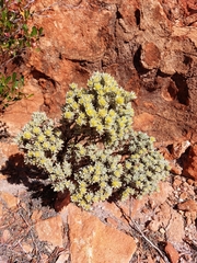 Ptilotus helichrysoides