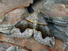 Scotopteryx moeniata