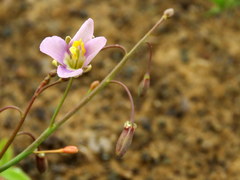 Heliophila minima