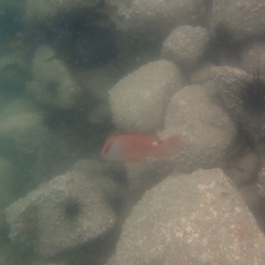 Lutjanus malabaricus