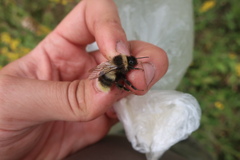 Bombus sporadicus