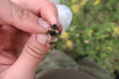 Bombus sporadicus