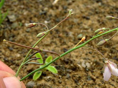 Heliophila minima