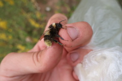 Bombus sporadicus