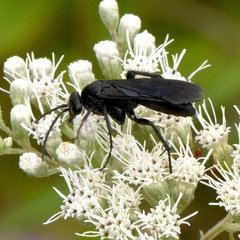 Paracyphononyx funereus