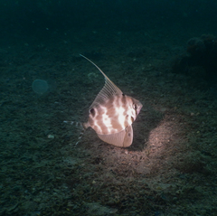 Metavelifer multiradiatus