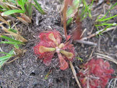 Drosera natalensis