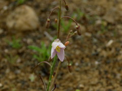 Heliophila minima