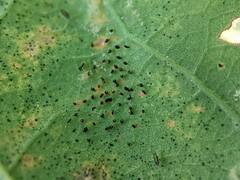 Corythucha associata