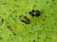 Corythucha associata