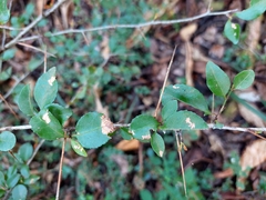 Gymnosporia harveyana harveyana