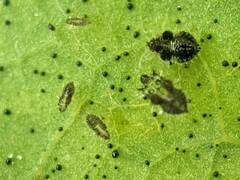 Corythucha associata