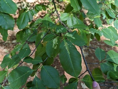 Corythucha associata