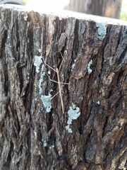 Pseudosermyle strigata