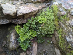 Cryptogramma brunoniana