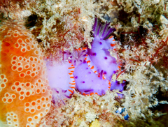 Mexichromis macropus