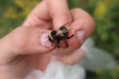 Bombus sporadicus