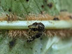 Corythucha associata