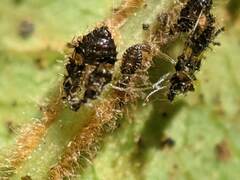 Corythucha associata