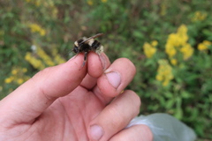 Bombus sporadicus