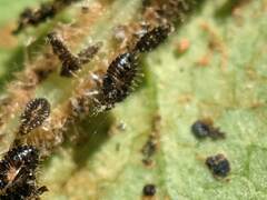 Corythucha associata