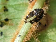 Corythucha associata