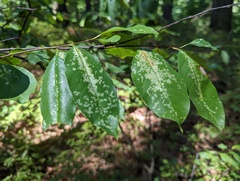 Corythucha associata