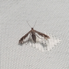 Singularia alternaria