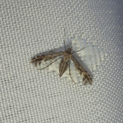 Singularia alternaria