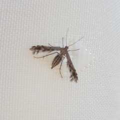 Singularia alternaria