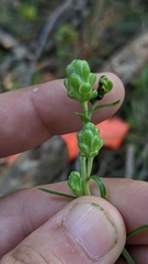 Liatris scariosa scariosa